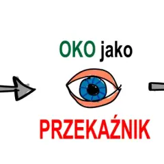 Bodźce wzrokowe trafiają do oka, które jest przekaźnikiem. Mózg odbiera bodźce wzrokowe, a potem mózg widzi.