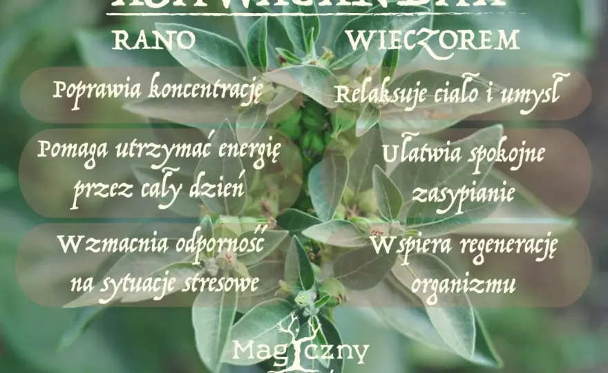 Ashwagandha - kiedy brać? Rano czy wieczorem?