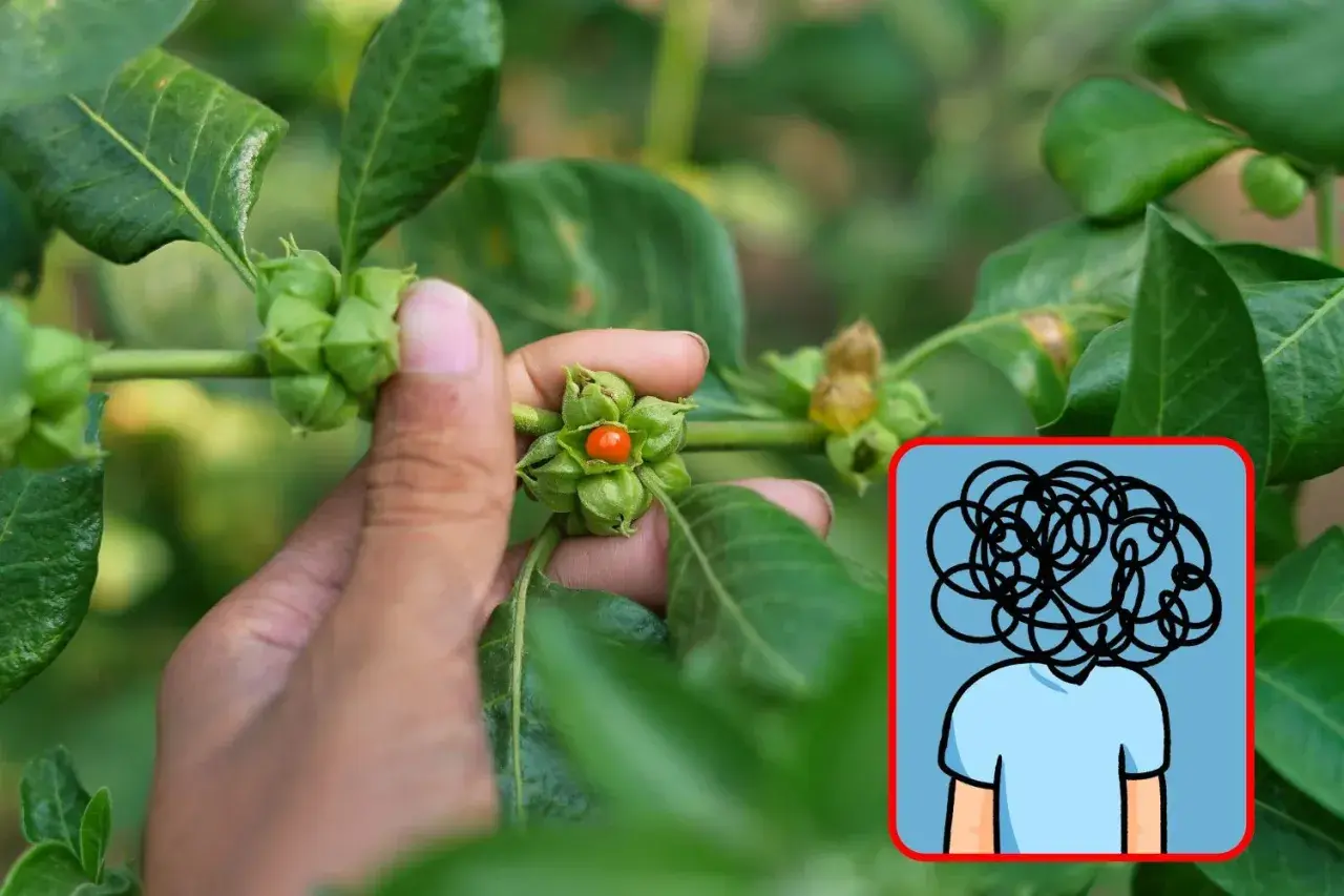 Ashwagandha na co? Dłoń zbiera owoc rośliny, obok ikona przedstawiająca splątane myśli, sugerująca ukojenie stresu.