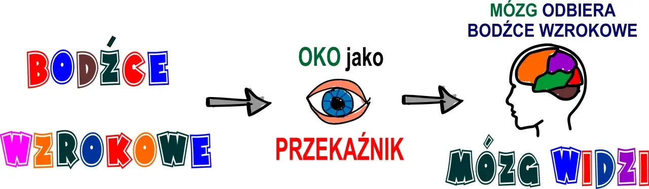Bodźce wzrokowe trafiają do oka, które jest przekaźnikiem. Mózg odbiera bodźce wzrokowe, a potem mózg widzi.
